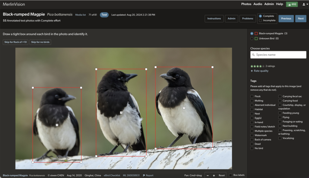 These Black-rumped Magpies