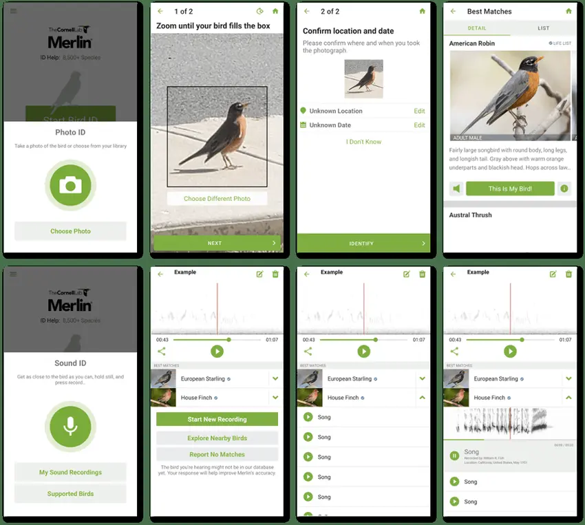 How Merlin Sees the Birds - Photo ID