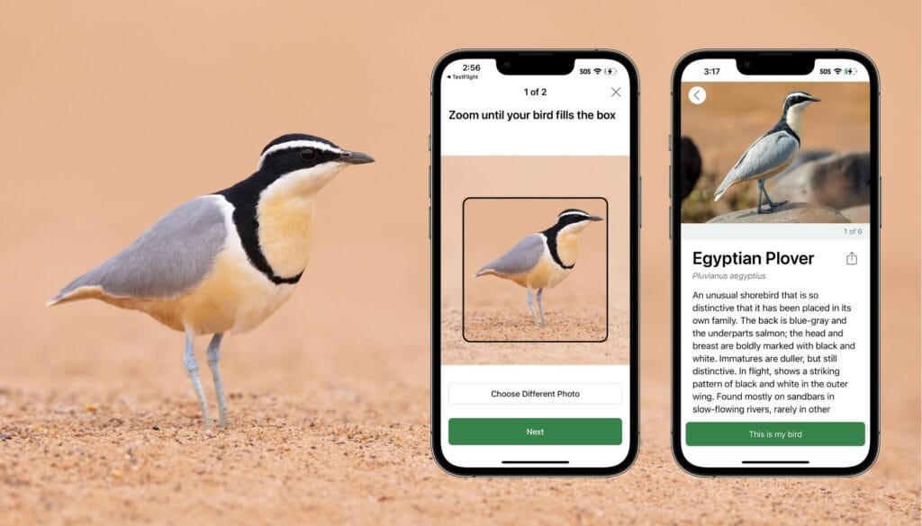 Merlin’s Photo ID feature 